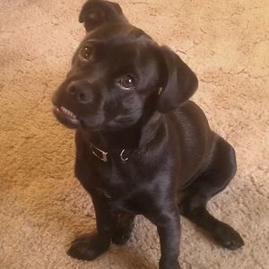 Meet your Posher, Bamm